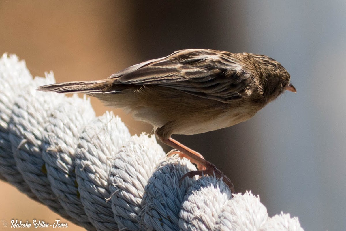 Zitting Cisticola