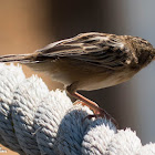 Zitting Cisticola