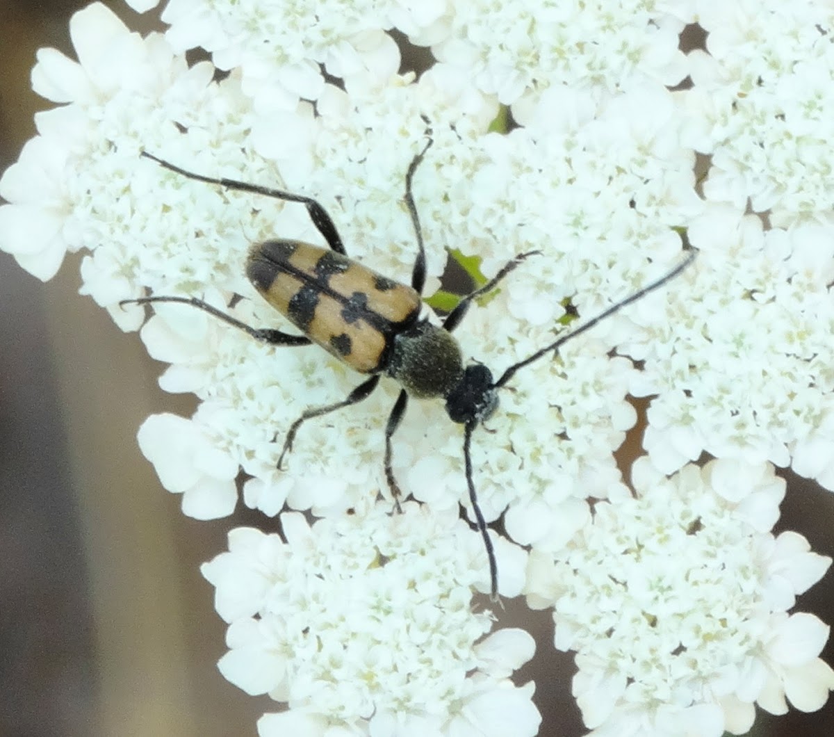 Flower Longhorn Beetle