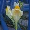 Yellow Toadflax