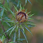 Carline Thistle