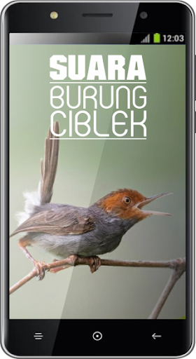 Suara Burung Ciblek