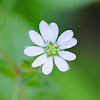 Chickweed