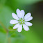 Chickweed