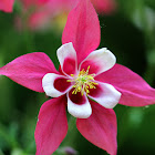 Columbine