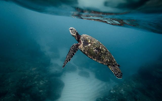 Sea Turtles - New Tab in HD