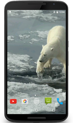 Polar Bear Video Wallpaper