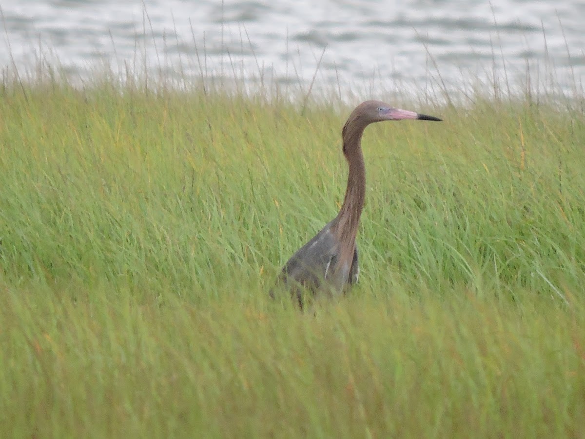 Reddish egret