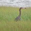 Reddish egret