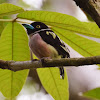 Black and Yellow Broadbill