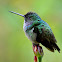 Charming Hummingbird