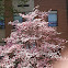 Flowering Dogwood Tree