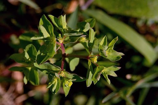 Euphorbia peplus