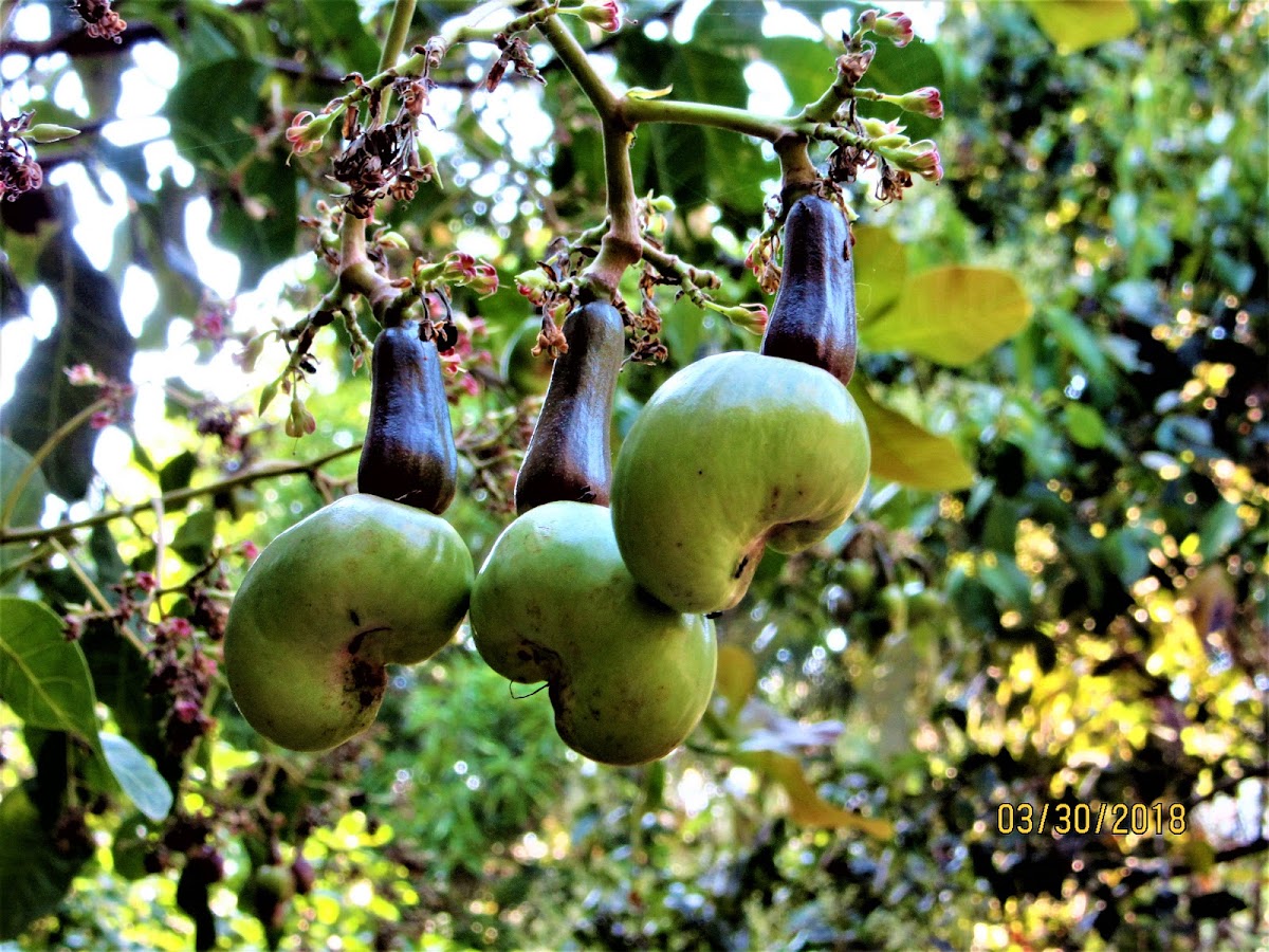 Unripe Cashew fruit