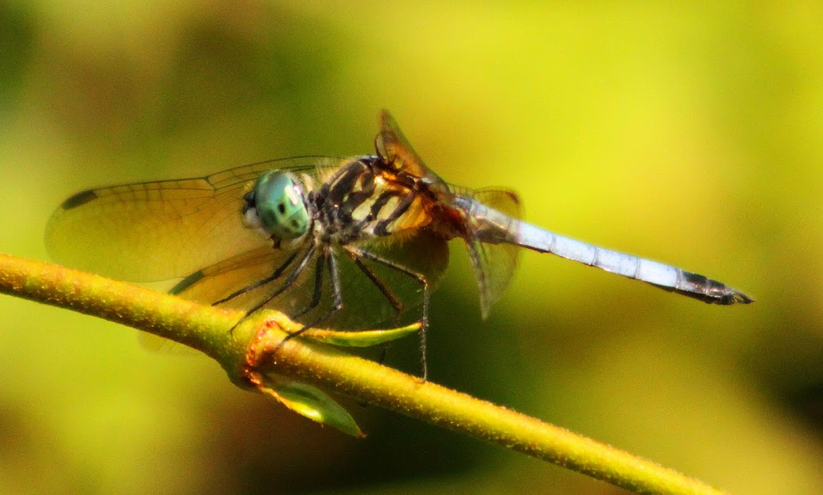 Blue Dasher Dragonfly