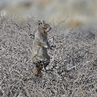 California Ground Squirrel