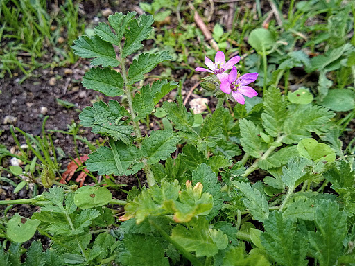 Erodium moschatum