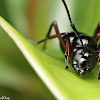 Spiny Sugar Ant