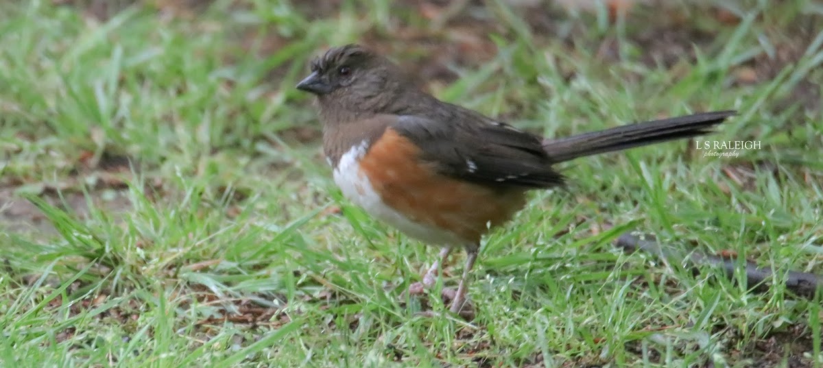 Eastern Towhee