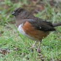 Eastern Towhee