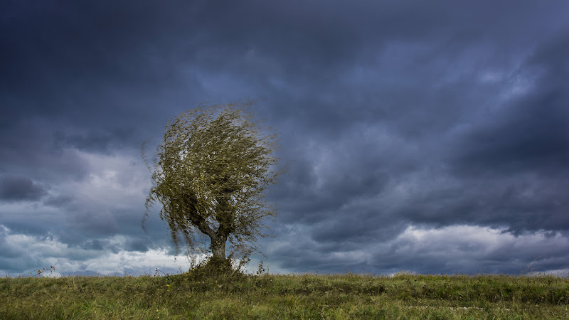 Bora scura di Nevio Saule