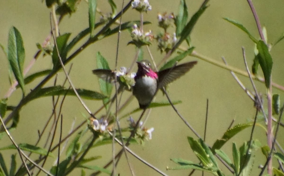 Calliope Hummingbird