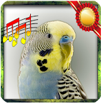 Cover Image of Скачать Budgie sounds 1.0 APK