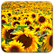 Item logo image for Solarized Sunflowers