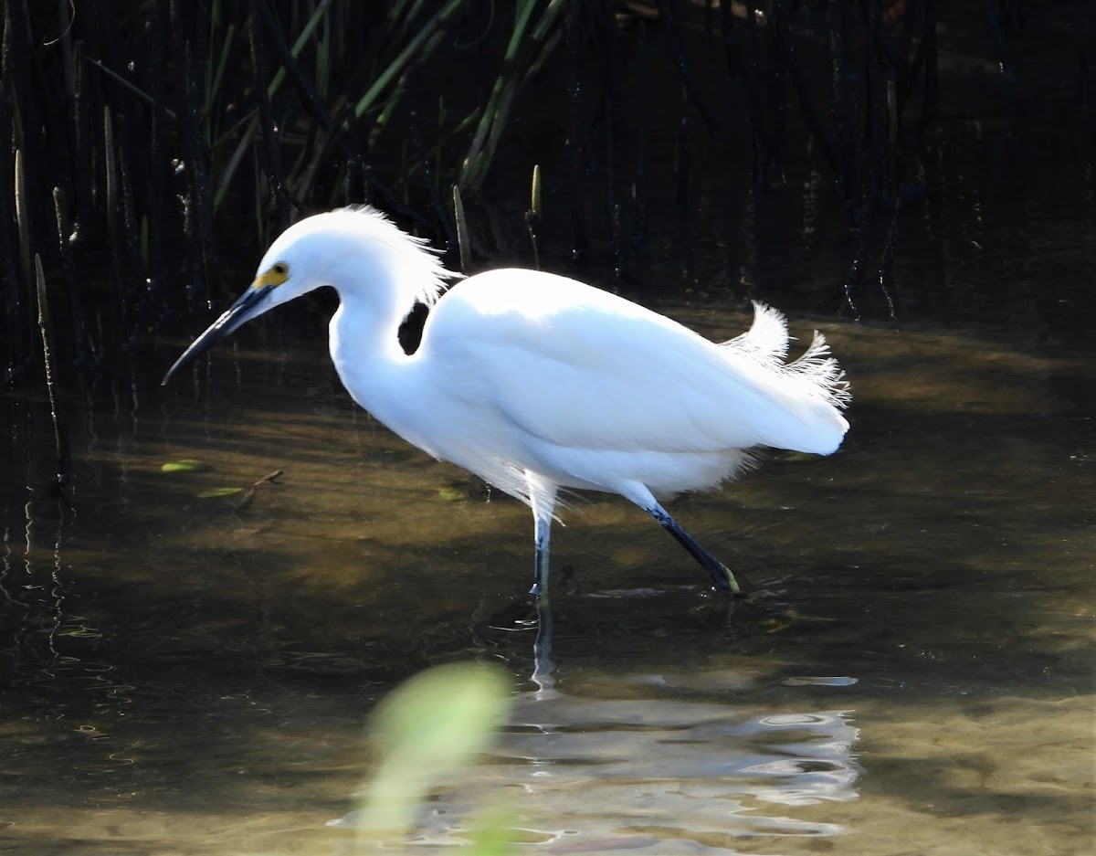 Snowy egret