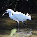 Snowy egret