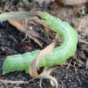 Cabbage Looper Caterpillar