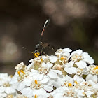 Carrot Wasp