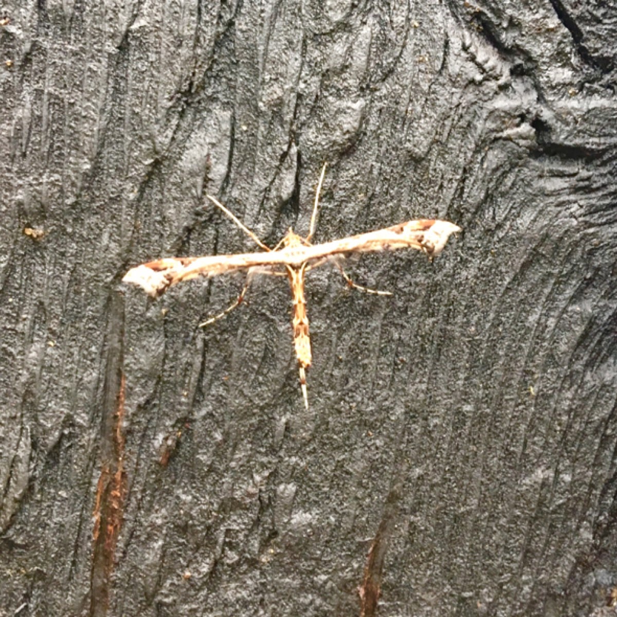 Plume Moth