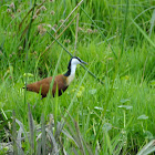 African Jacana