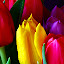 Tulip New Tab Page HD Pop Flowers Theme