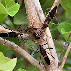 Assassin bugs with prey