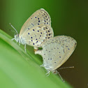 Pale Grass Blue