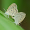 Pale Grass Blue