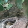 Sonoran Desert Toad