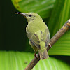 Female Red-legged Honeycreeper