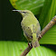 Female Red-legged Honeycreeper