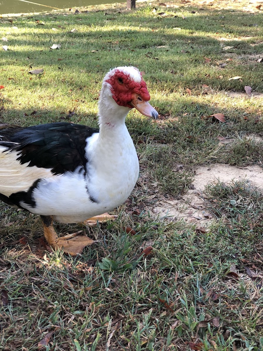 Muscovy Duck