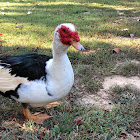 Muscovy Duck