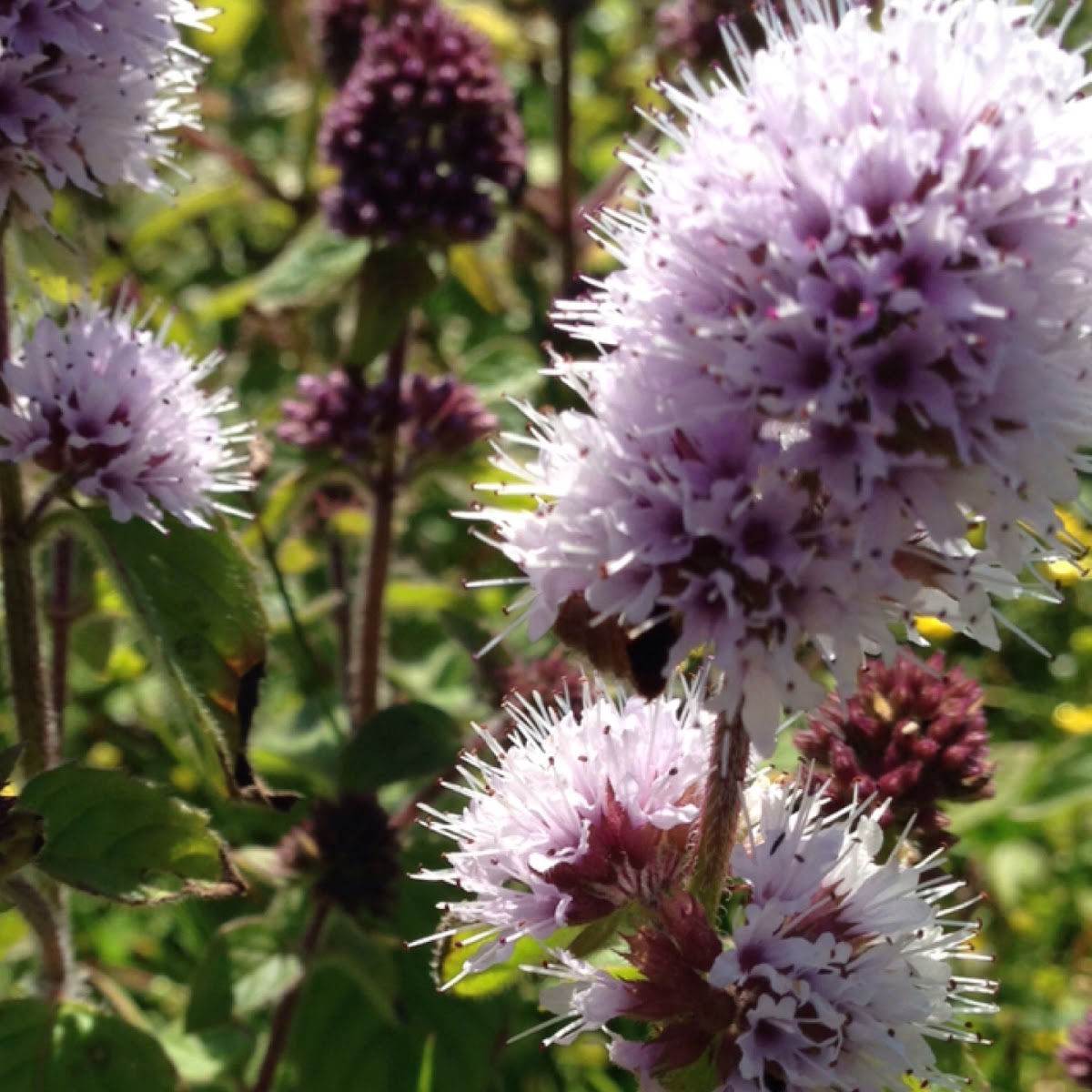 Water mint