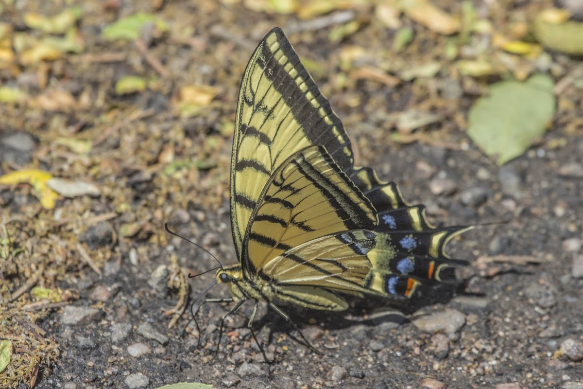 Two Tailed Swallowtail