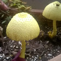 Mushroom