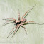 Huntsman Spider