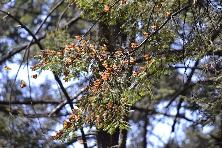 Мексика. И станут направления дорогами.