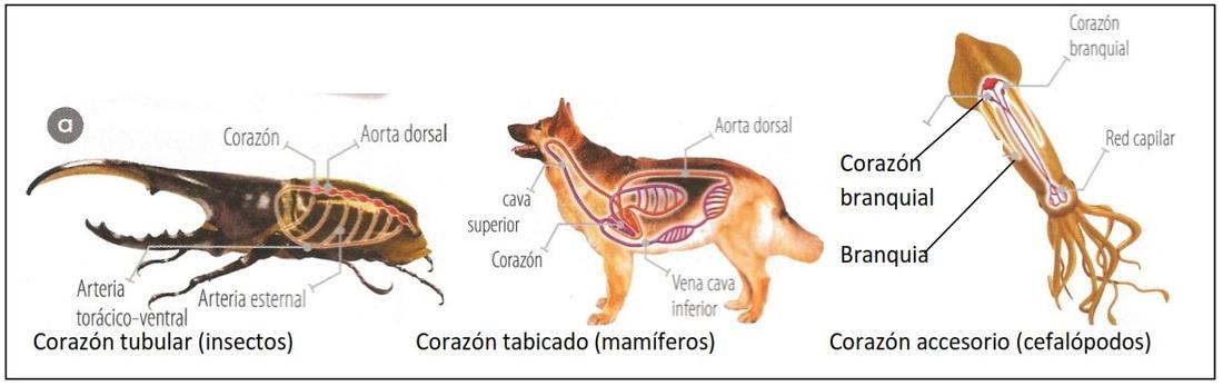 Resultado de imagen de el sistema circulatorio de los animales