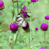 Striped Albatross (female ?)